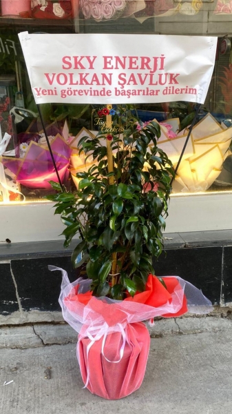 Benjamin Çiçeği