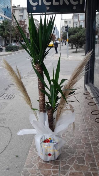 Yuka Çiçeği Açılışa Özel