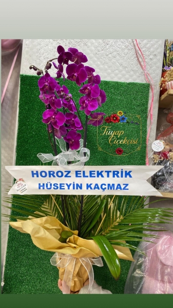 Orkide Arajmanı