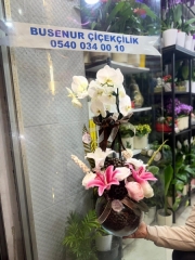Orkide Arajmanı
