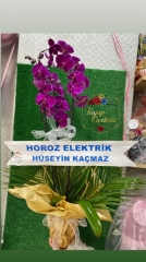 Orkide Arajmanı